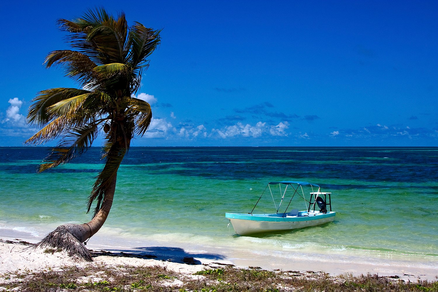 in mexico palm in the and boat of sian kaan